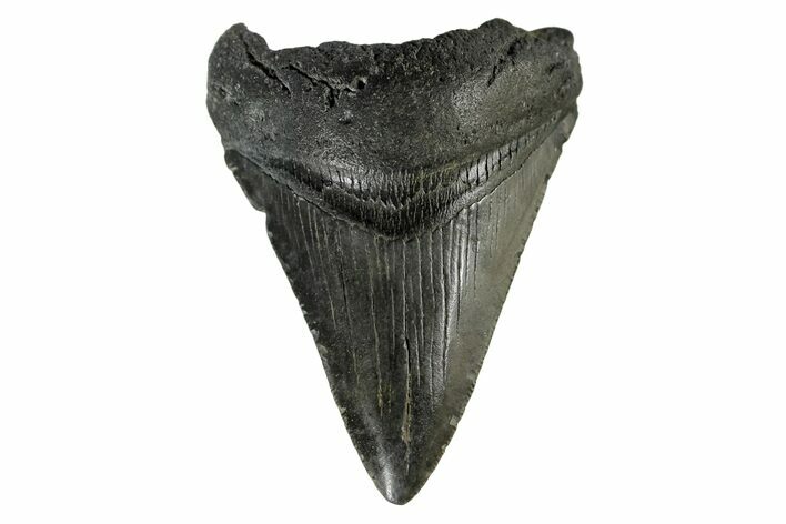 Fossil Megalodon Tooth - South Carolina #170458